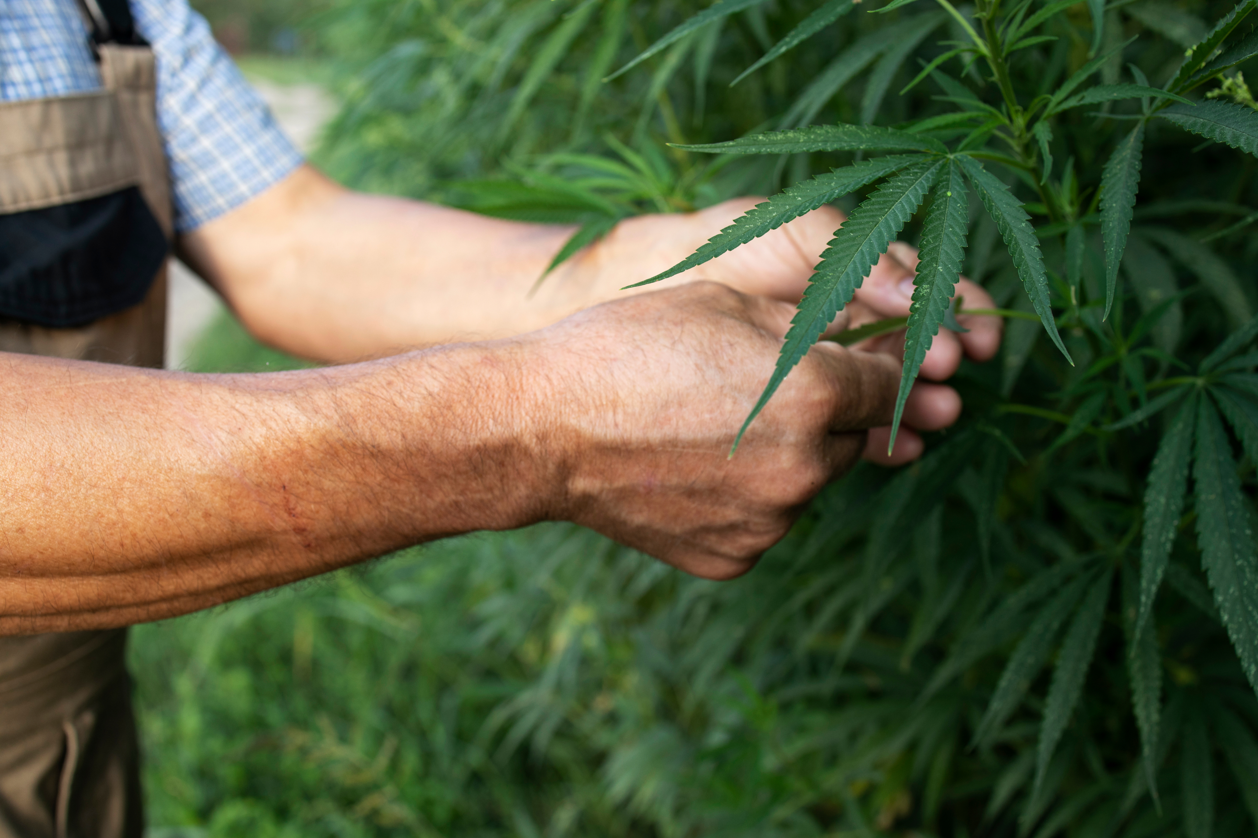 Choosing the Right Cannabis Seeds for Your Grow